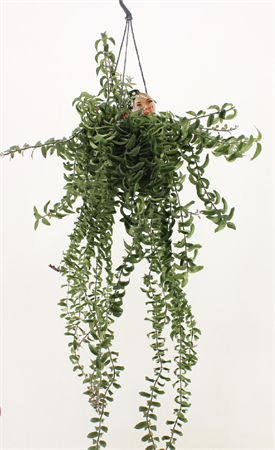 aeschinantus