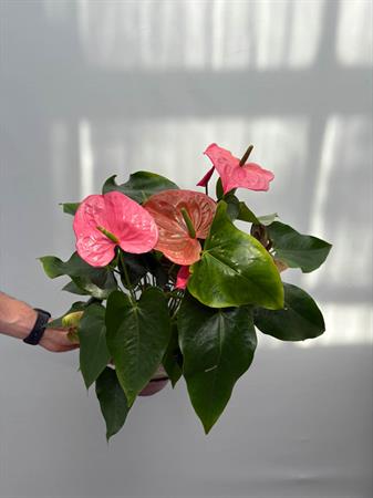 Anthurium rosa
