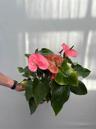 Anthurium rosa