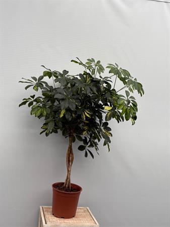 Schefflera