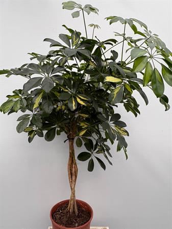 Schefflera