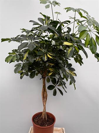 Schefflera