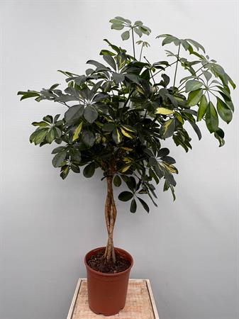 Schefflera