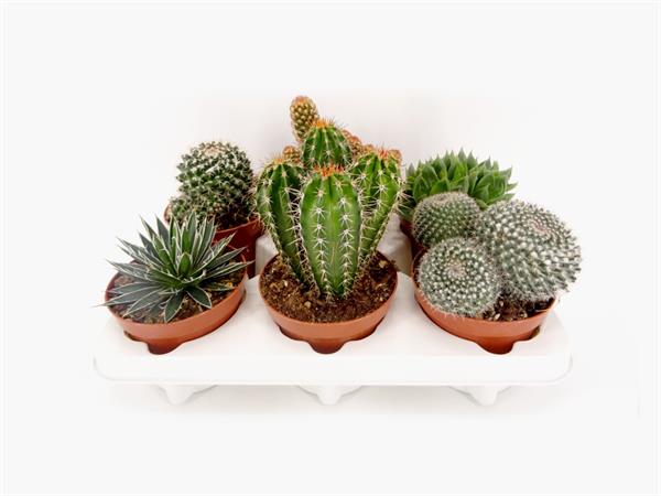 Cactus e succulente d.12 cm
