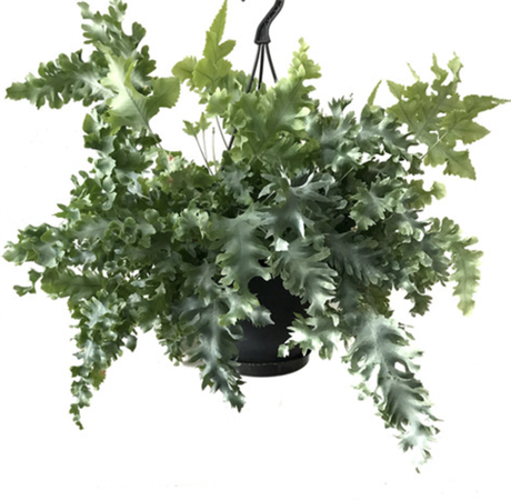 Phlebodium Aureum