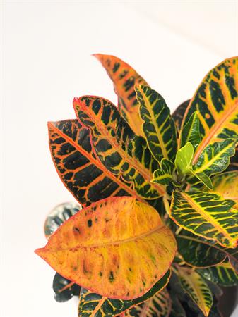 Croton