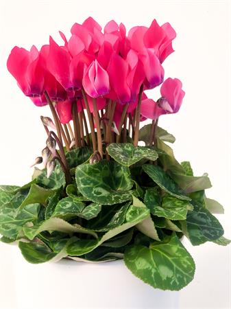 Ciclamino fucsia