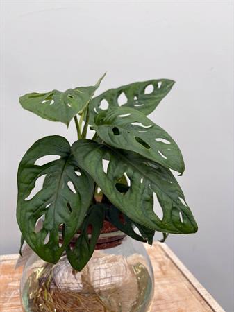 Philodendro Monstera in idrocoltura