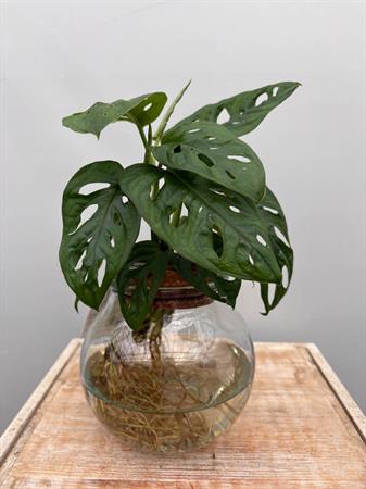 Philodendro Monstera in idrocoltura