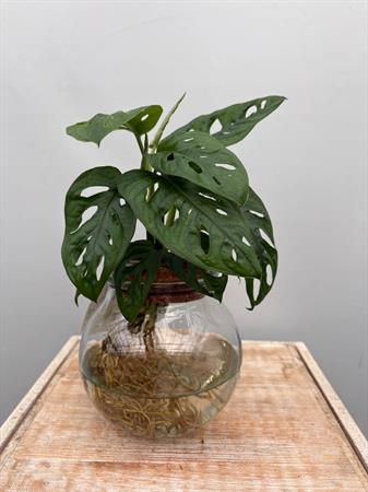 Philodendro Monstera in idrocoltura