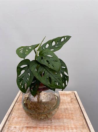 Philodendro Monstera in idrocoltura