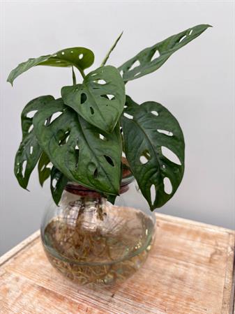 Philodendro Monstera in idrocoltura