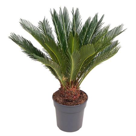 Cycas