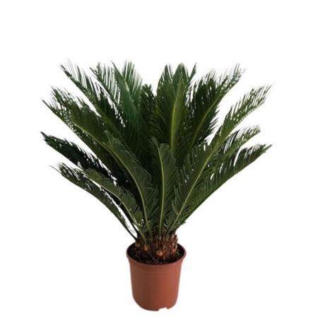 Cycas