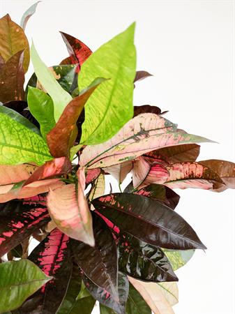 Croton ramificato