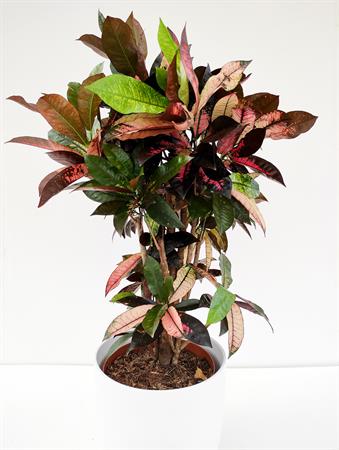 Croton ramificato