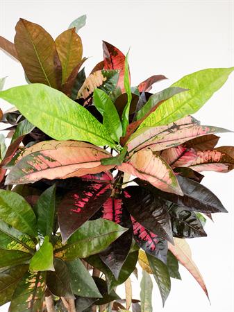 Croton ramificato