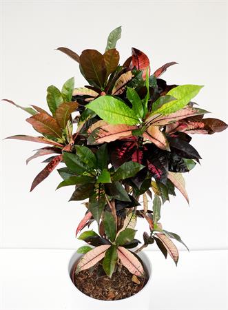 Croton ramificato