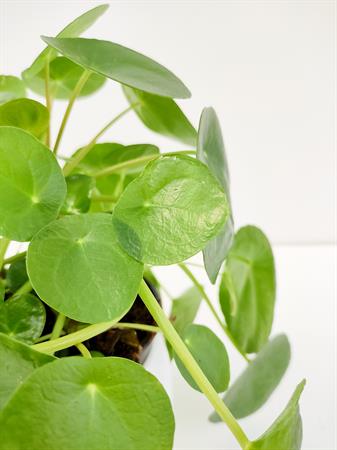 Pilea