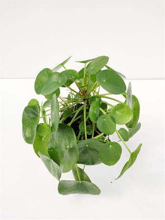 Pilea