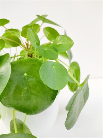 Pilea
