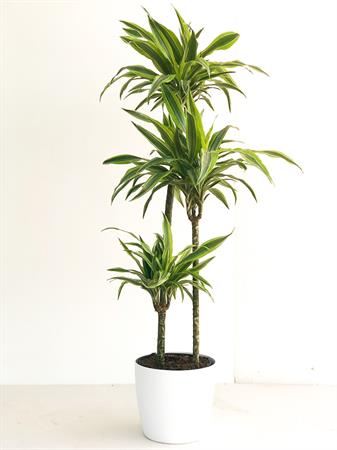 Dracaena Messangeana