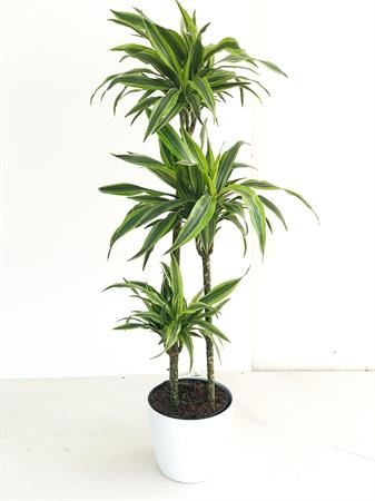 Dracaena Messangeana