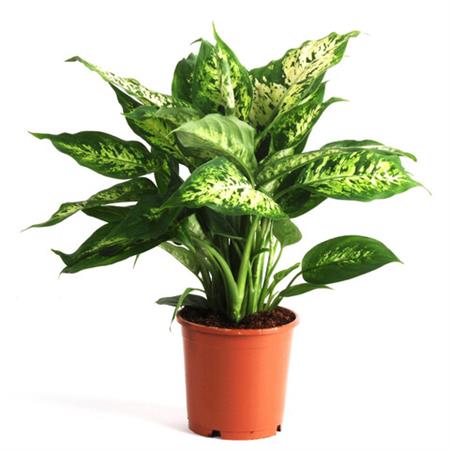 Dieffenbachia