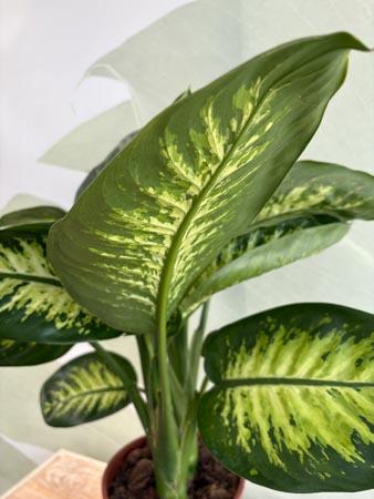 Dieffenbachia