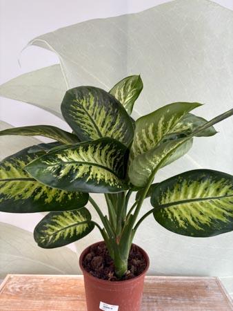 Dieffenbachia