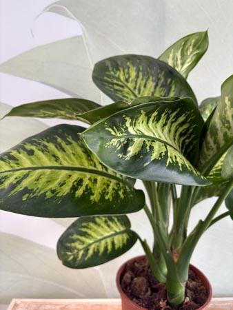 Dieffenbachia