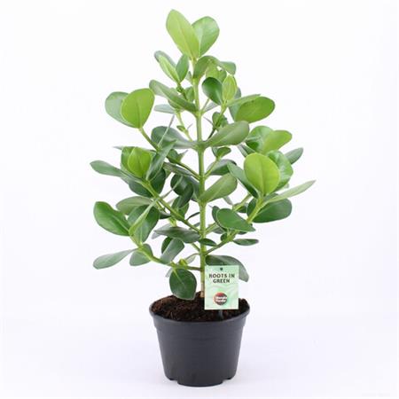 Ficus Clusia