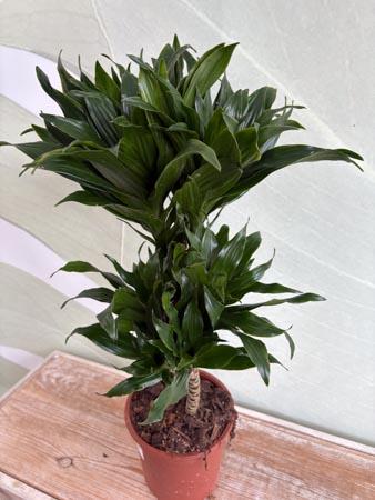 Dracaena due rami