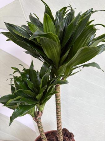 Dracaena due rami
