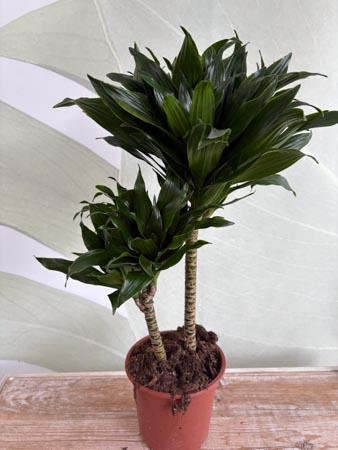 Dracaena due rami