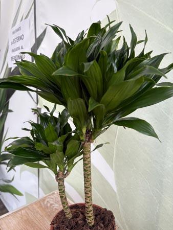 Dracaena due rami