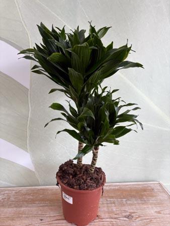 Dracaena due rami