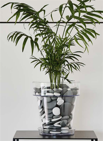 Vaso per orchidea