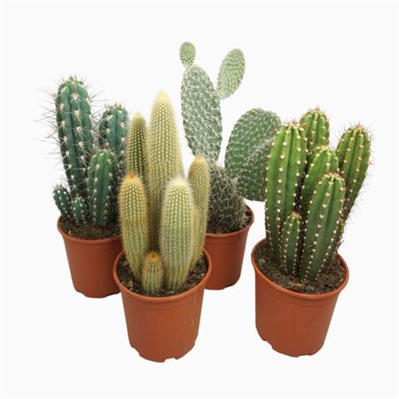 Cactus d.17