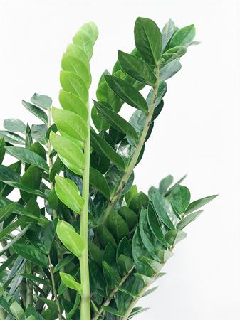 Zamia gigante