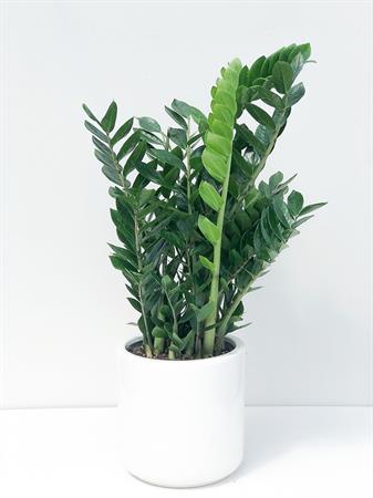 Zamia gigante