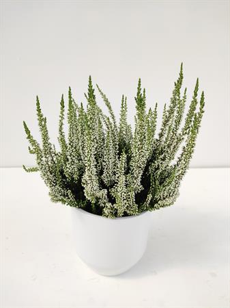 Calluna bianca