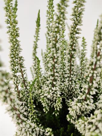 Calluna bianca