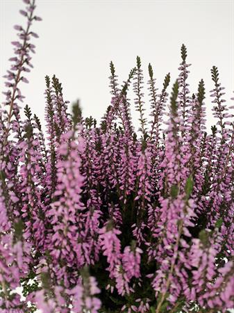 Calluna rosa