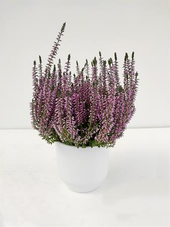Calluna rosa