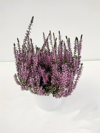Calluna rosa