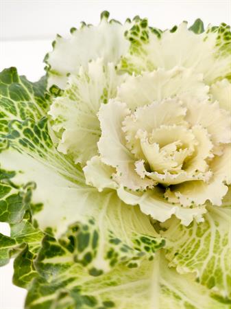 Cavolo ornamentale bianco