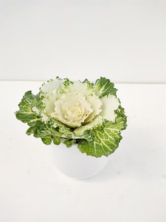 Cavolo ornamentale bianco