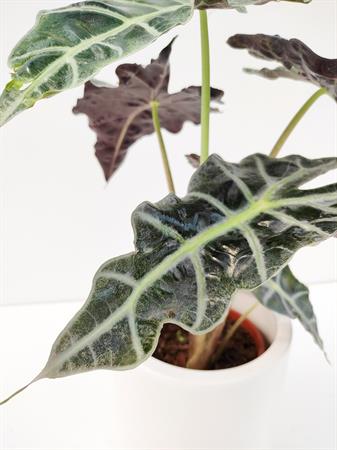 Alocasia Sanderiana