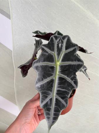 Alocasia Sanderiana